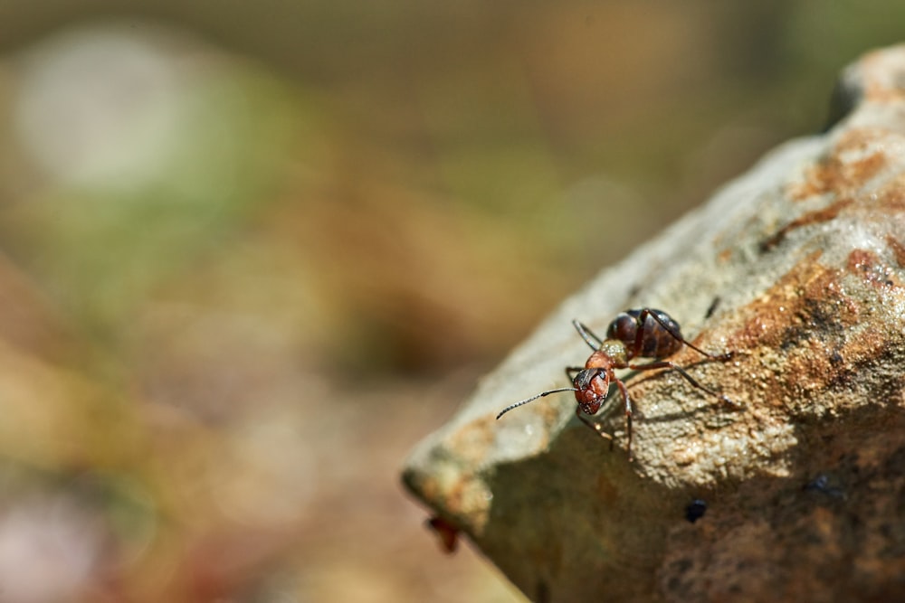 a bug sitting on top of a rock