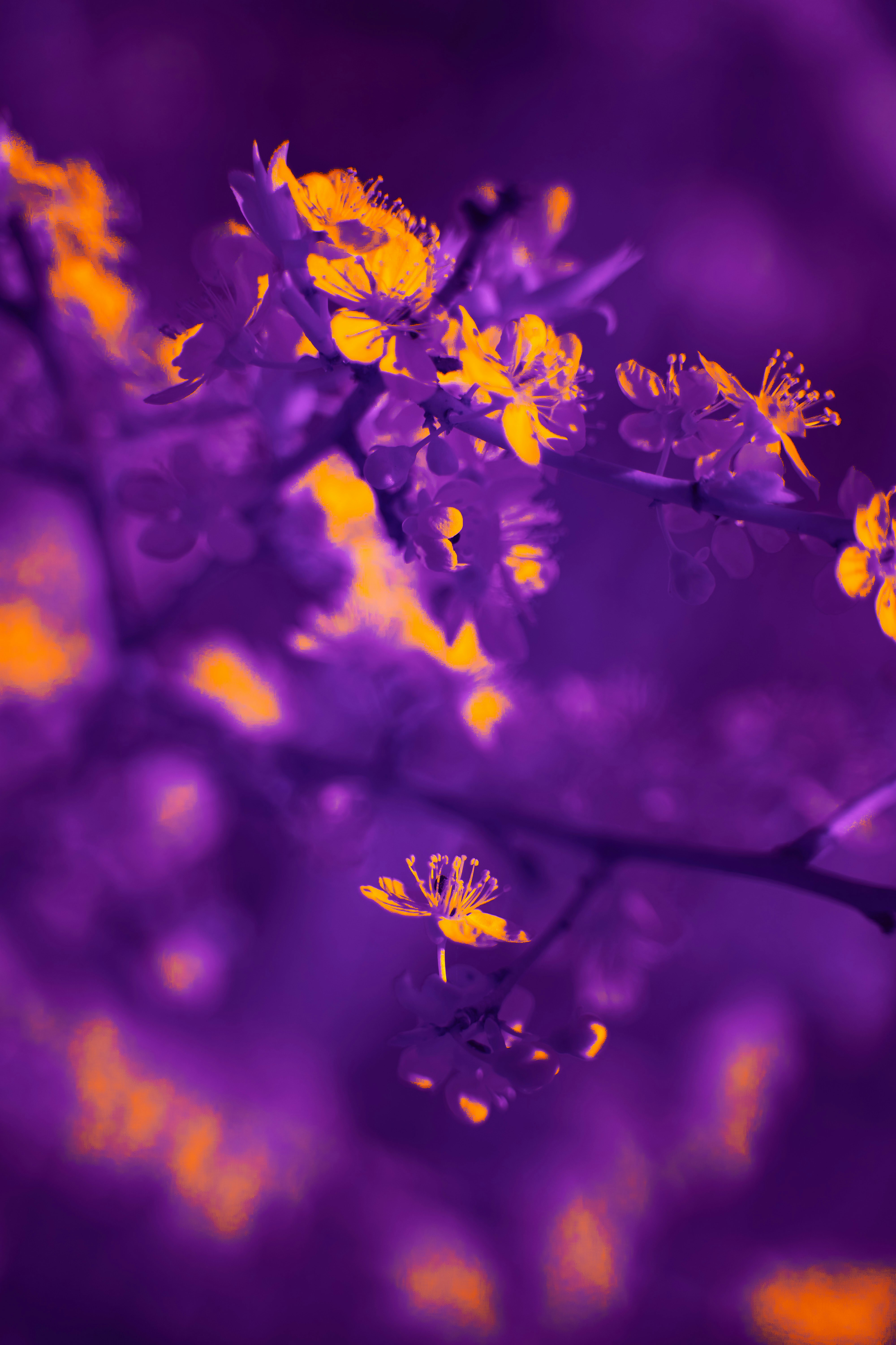 Photo by wolfgang_hasselmann