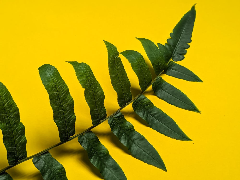 a green leaf on a yellow background