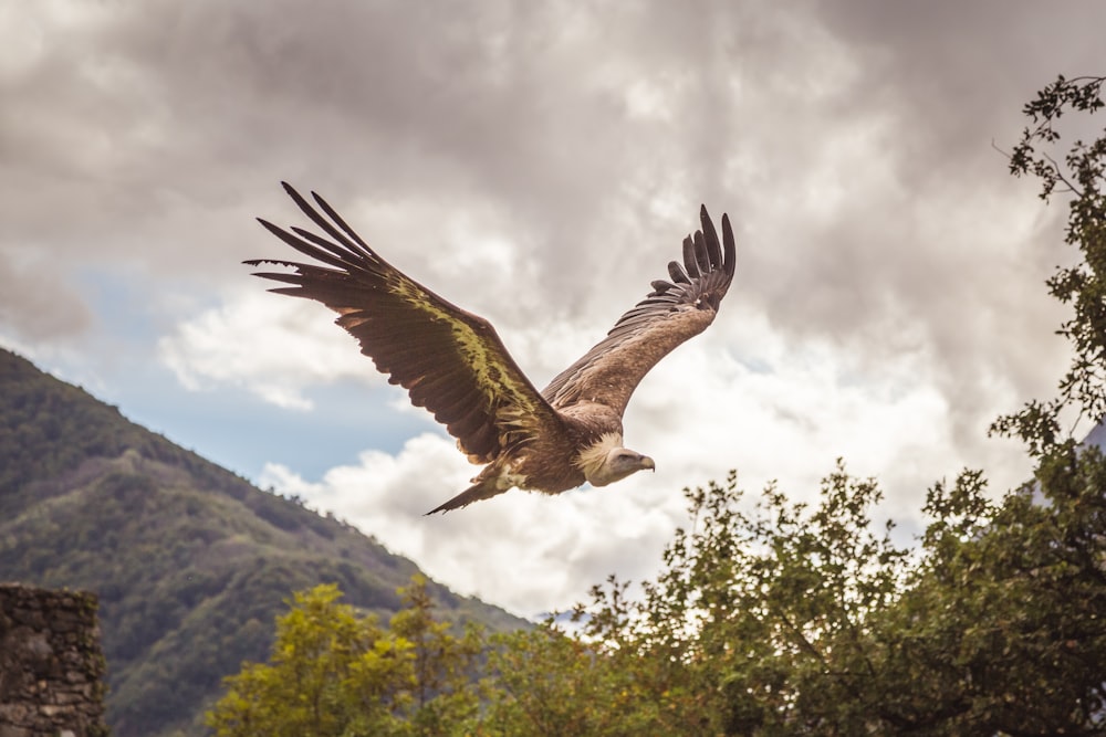 a large bird flying over a lush green forest