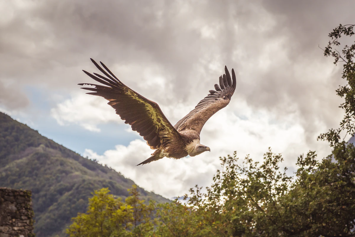Buitre leonado sobre el bosque