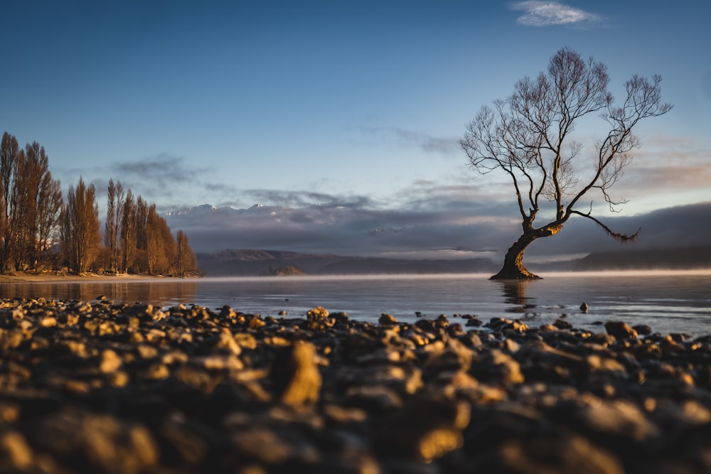 a lone tree sitting on the shore of a lake