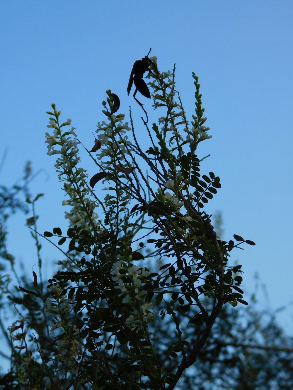 a couple of birds sitting on top of a tree