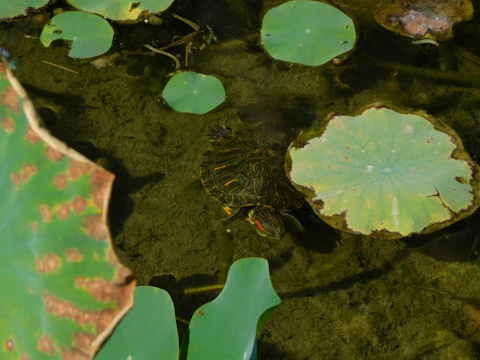 Close-up of a turtle swimming in a clean, clear pond within the zoo sanctuary.