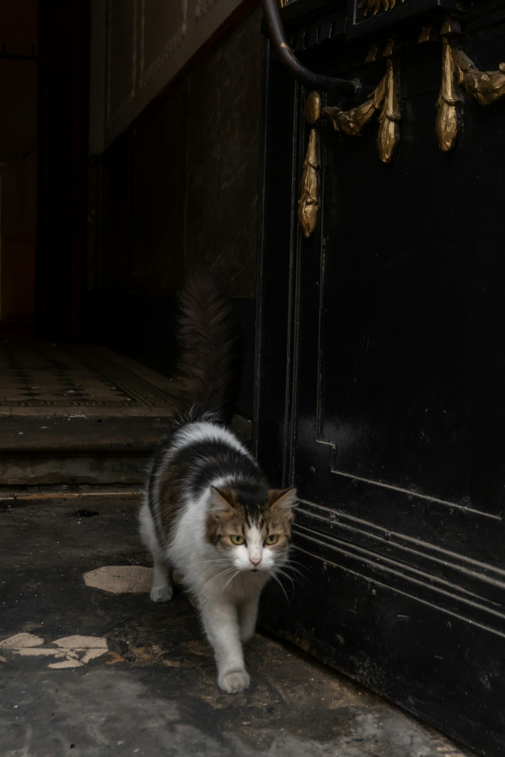 a cat that is standing in front of a door