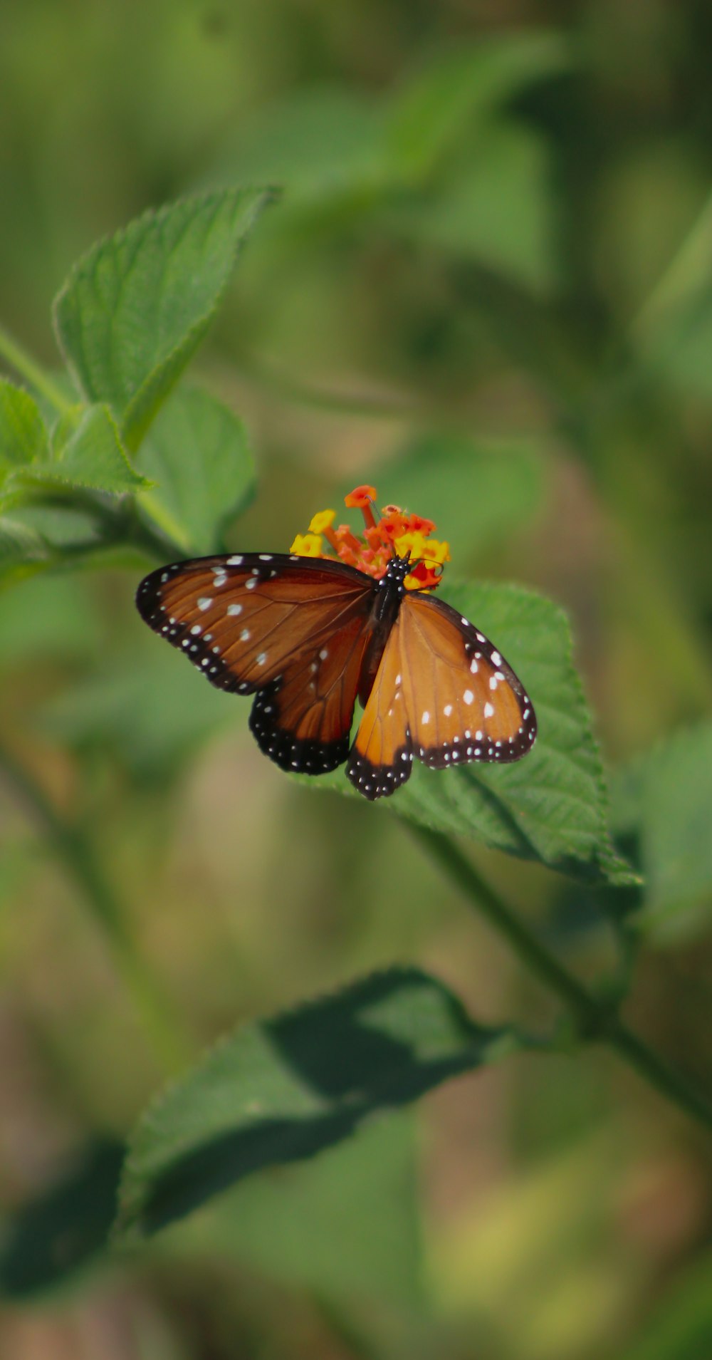 una mariposa que está sentada sobre una flor