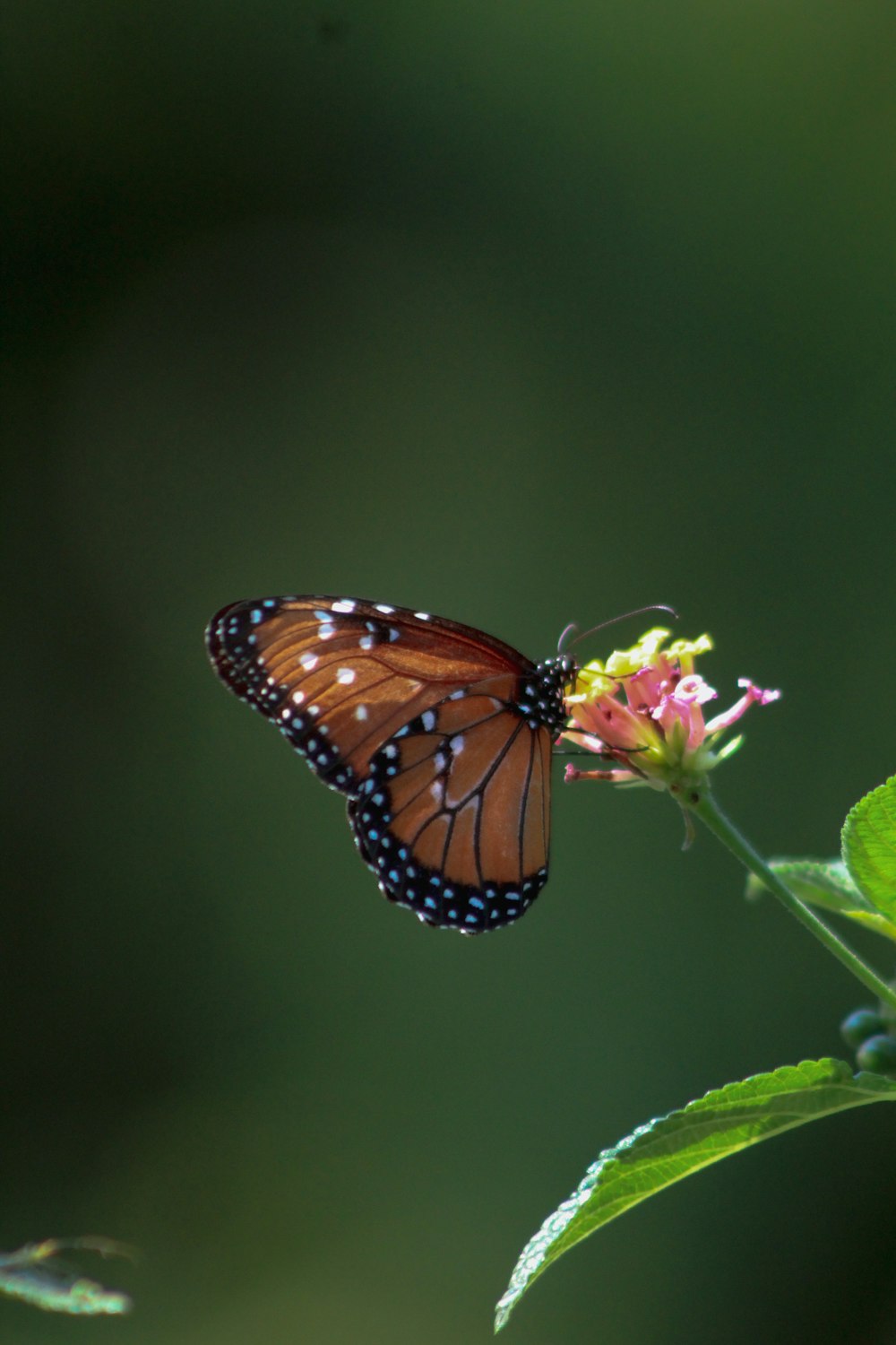 a butterfly that is sitting on a flower