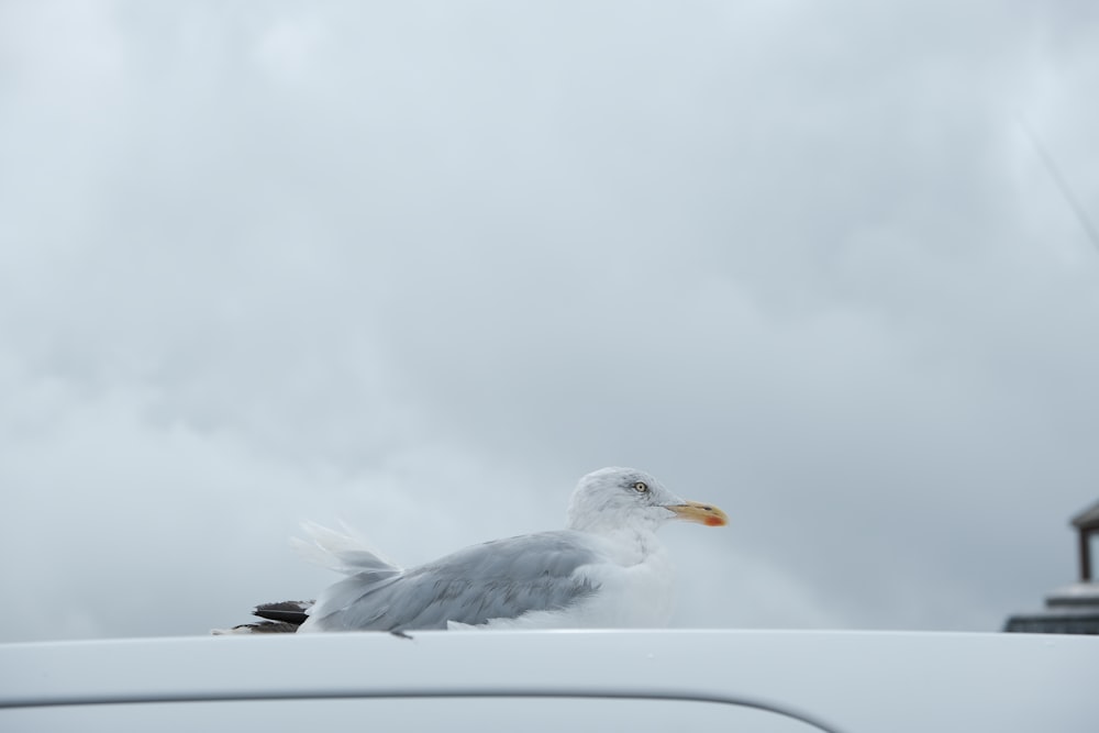 a seagull sitting on the roof of a car