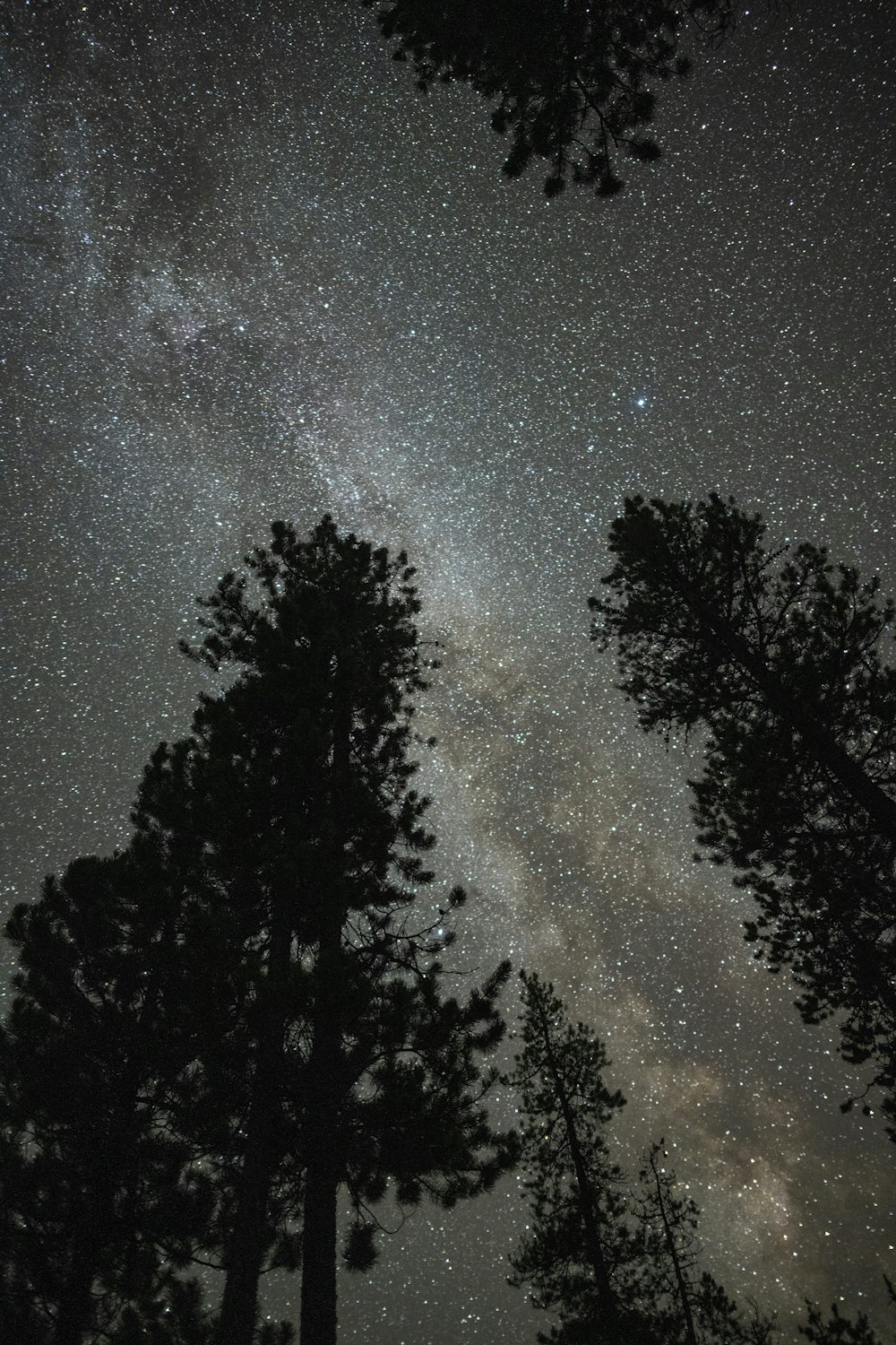 the night sky is filled with stars and trees