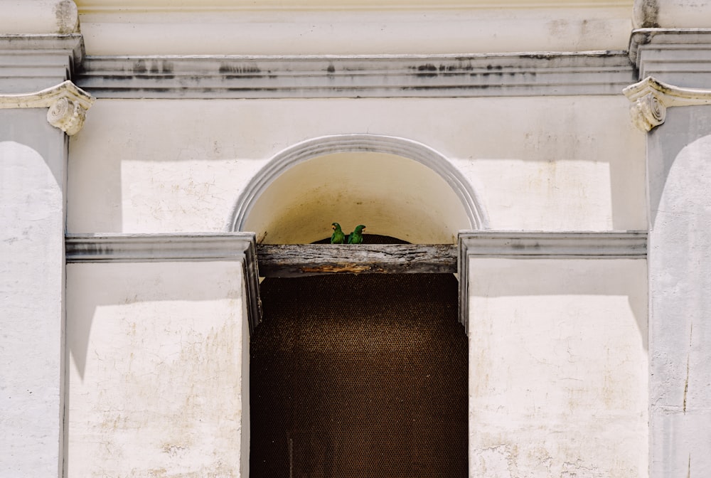 a bird sitting on top of a window sill