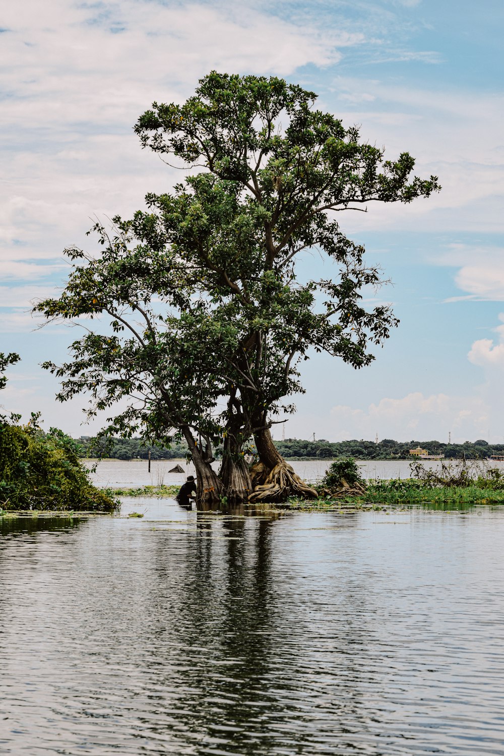 a large tree sitting in the middle of a lake