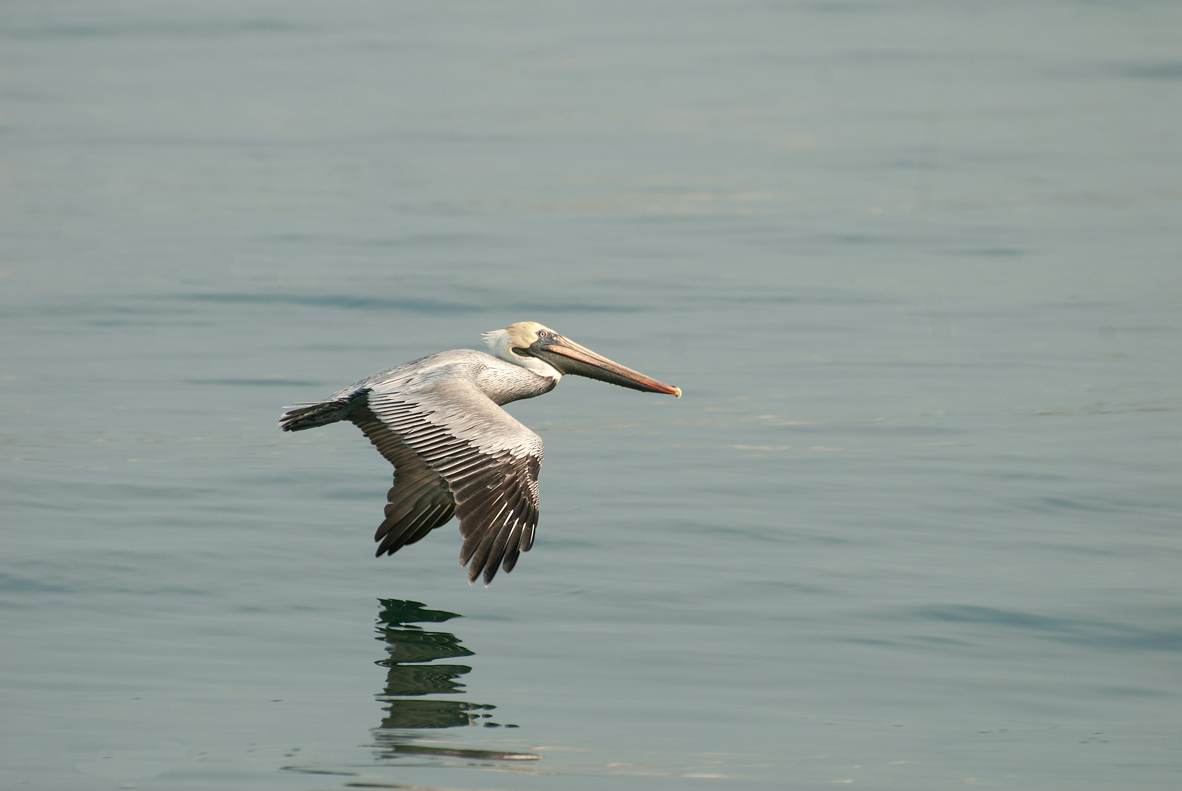 a pelican flying over the water with its wings spread