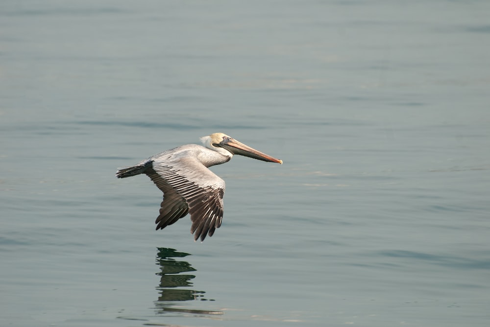 a pelican flying over the water with its wings spread