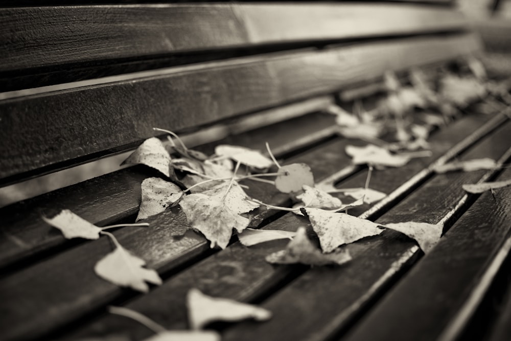a black and white photo of leaves on a bench