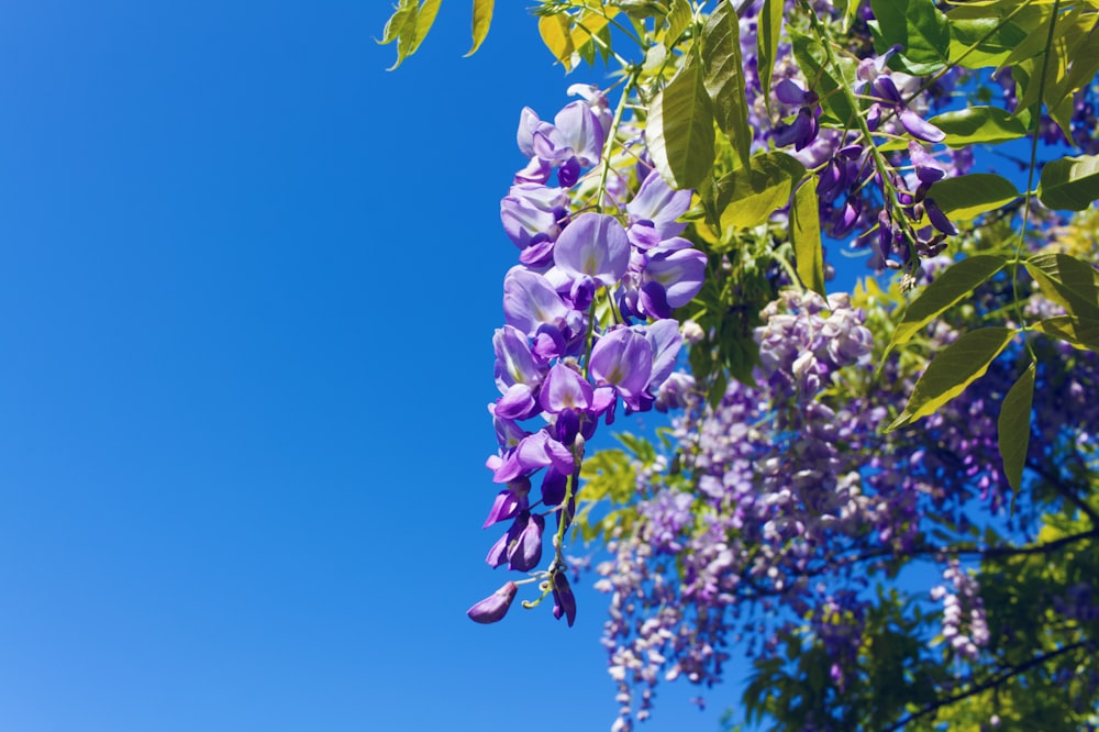 Un ramo de flores púrpuras colgando de un árbol