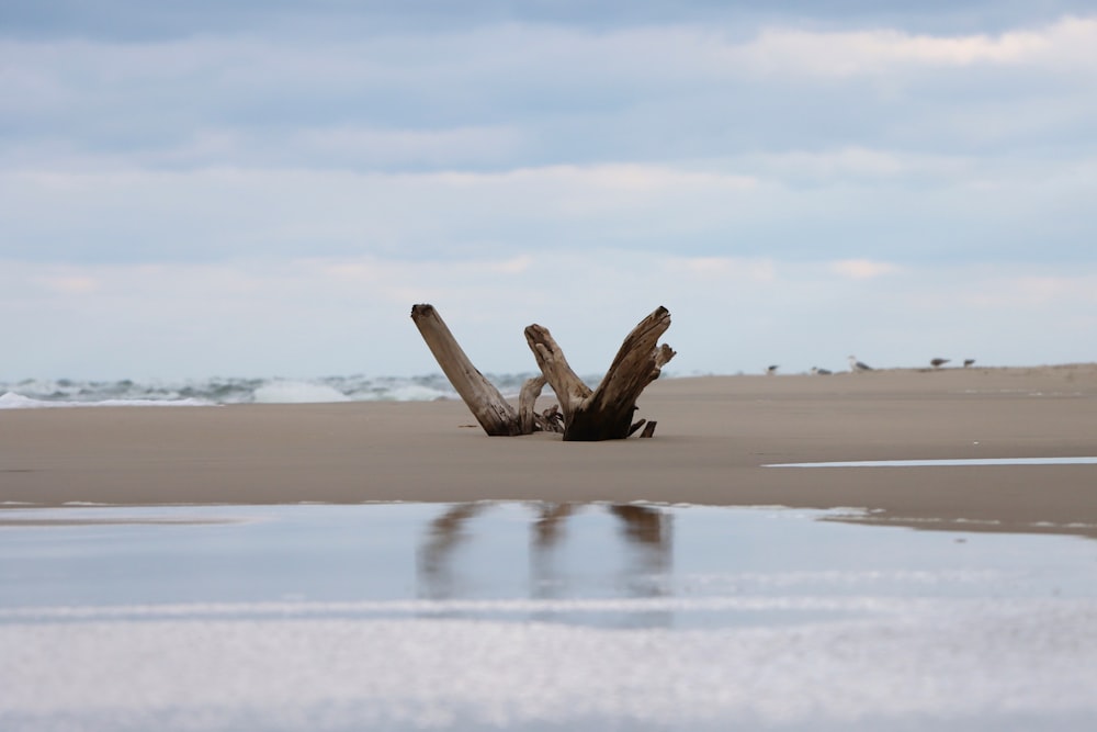 a piece of driftwood sitting on top of a sandy beach