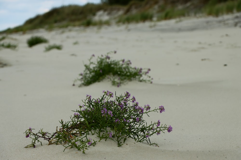 small purple flowers growing out of the sand