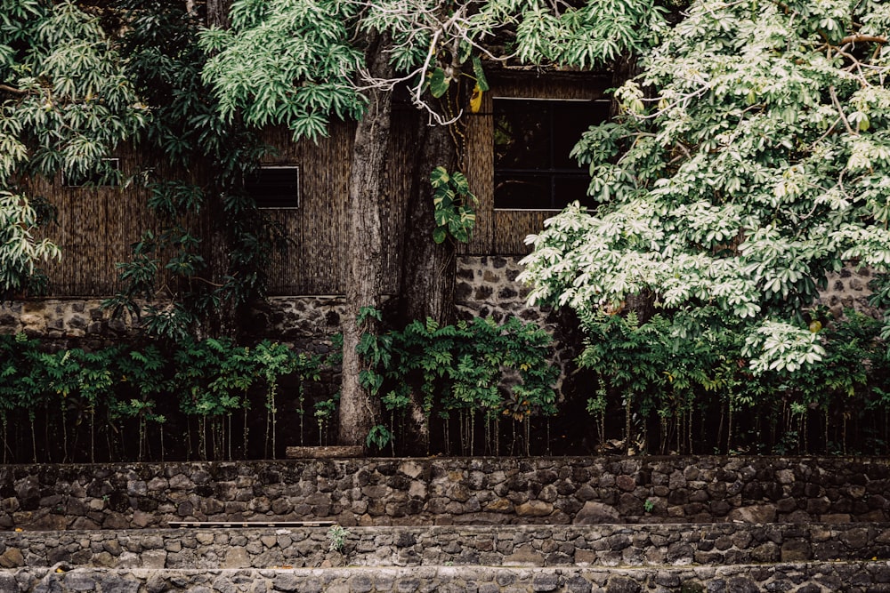 a stone wall next to a tree and a building