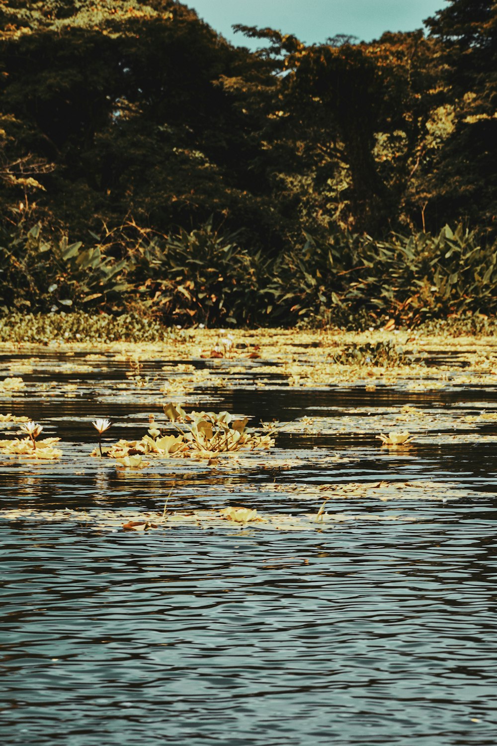 a bird standing in the middle of a body of water