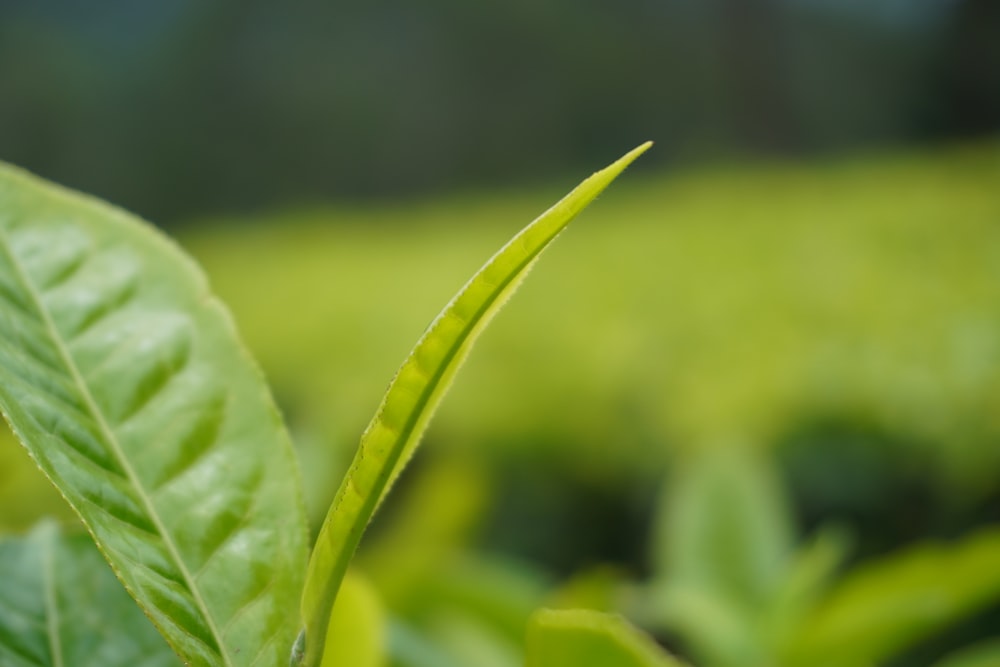 a close up of a green leaf with a blurry background