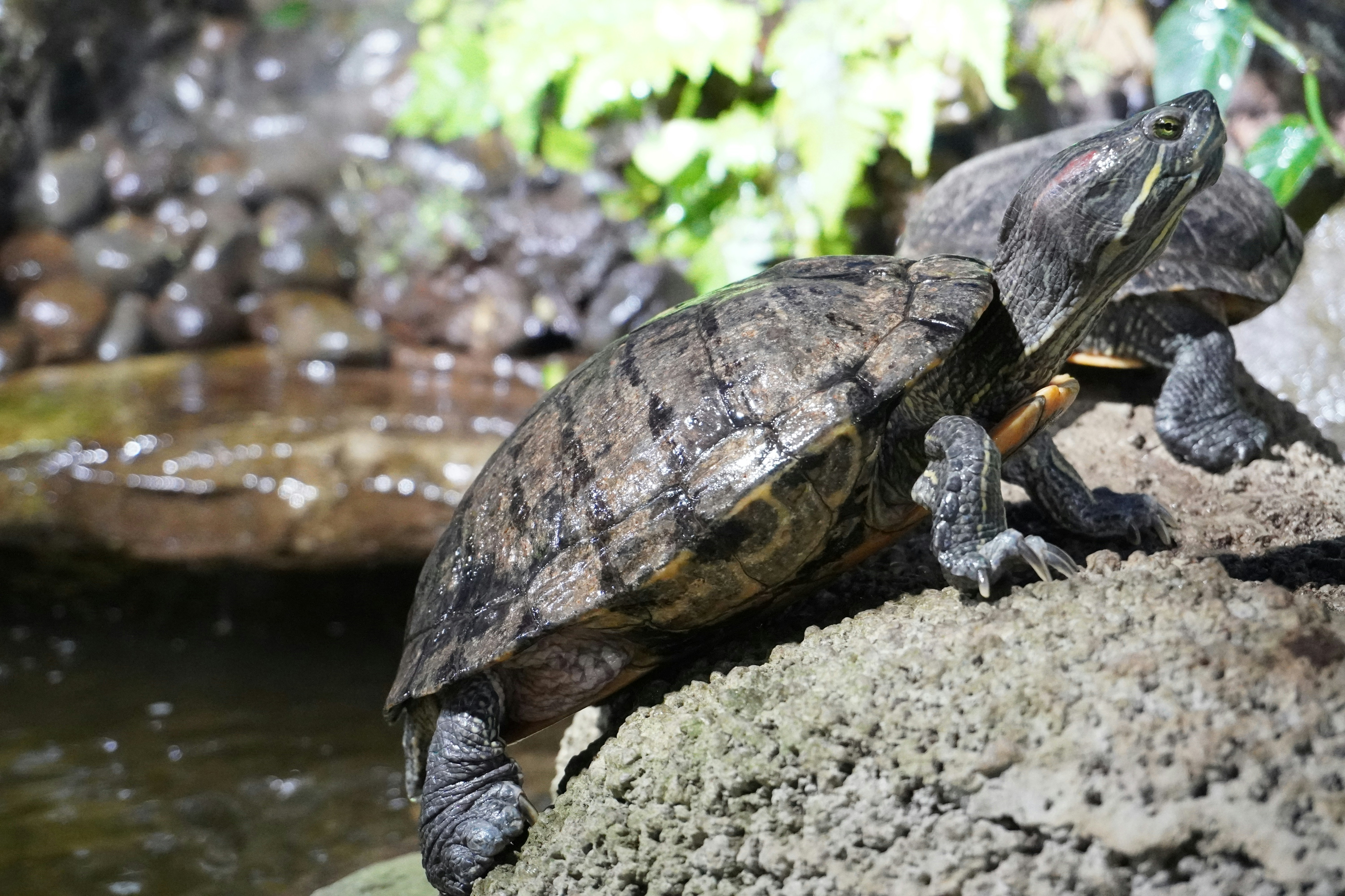 a couple of turtles sitting on top of a rock