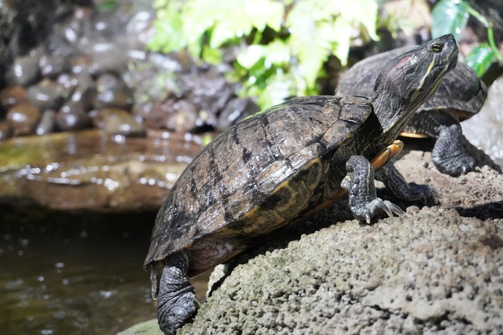 Un couple de tortues assises au sommet d’un rocher