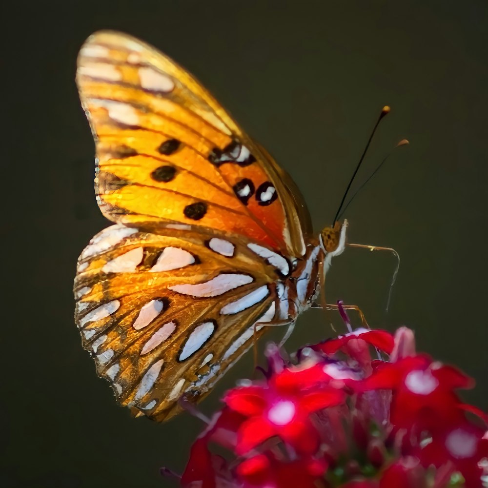 a close up of a butterfly on a flower