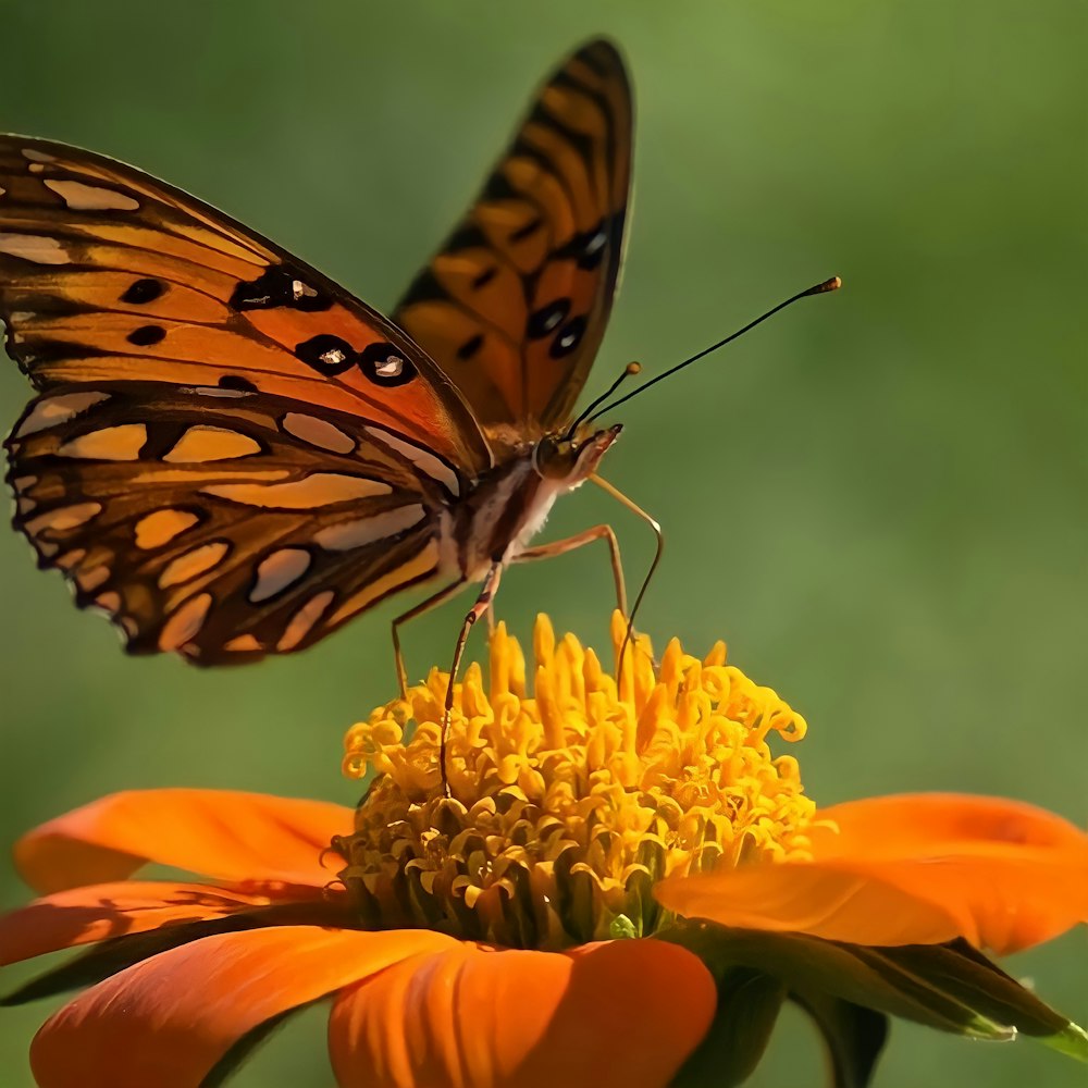 a close up of a butterfly on a flower