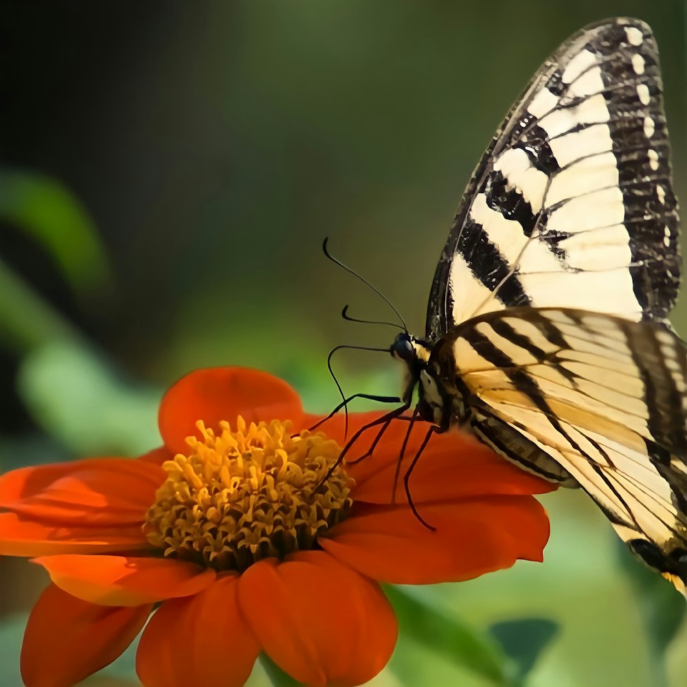 a close up of a butterfly on a flower