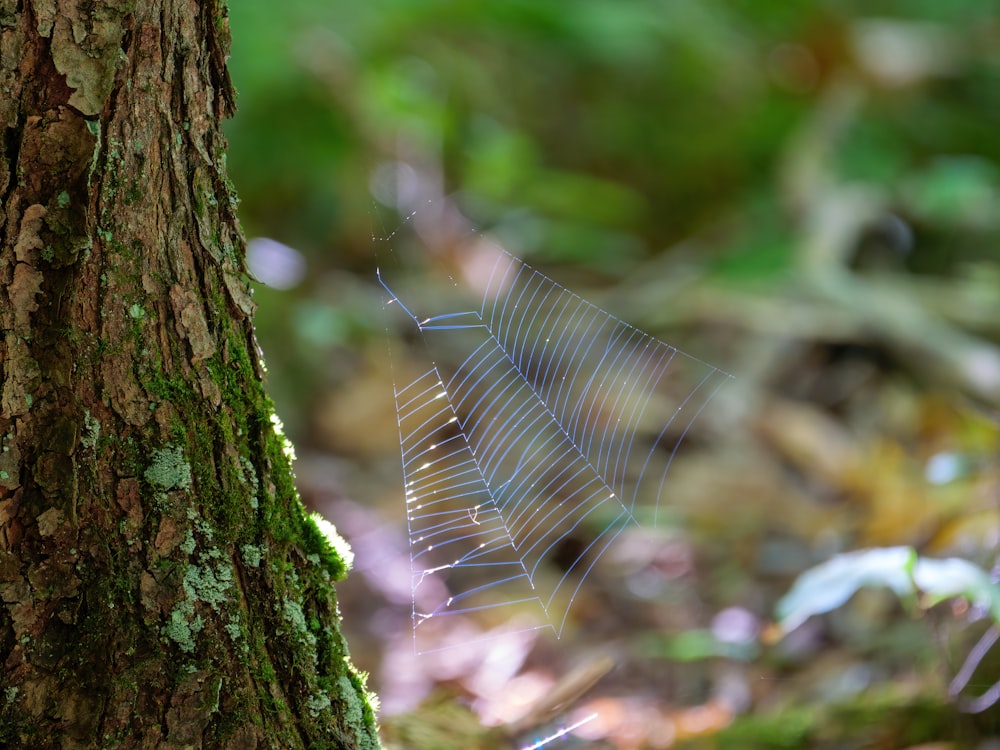 a spider web hanging from the side of a tree