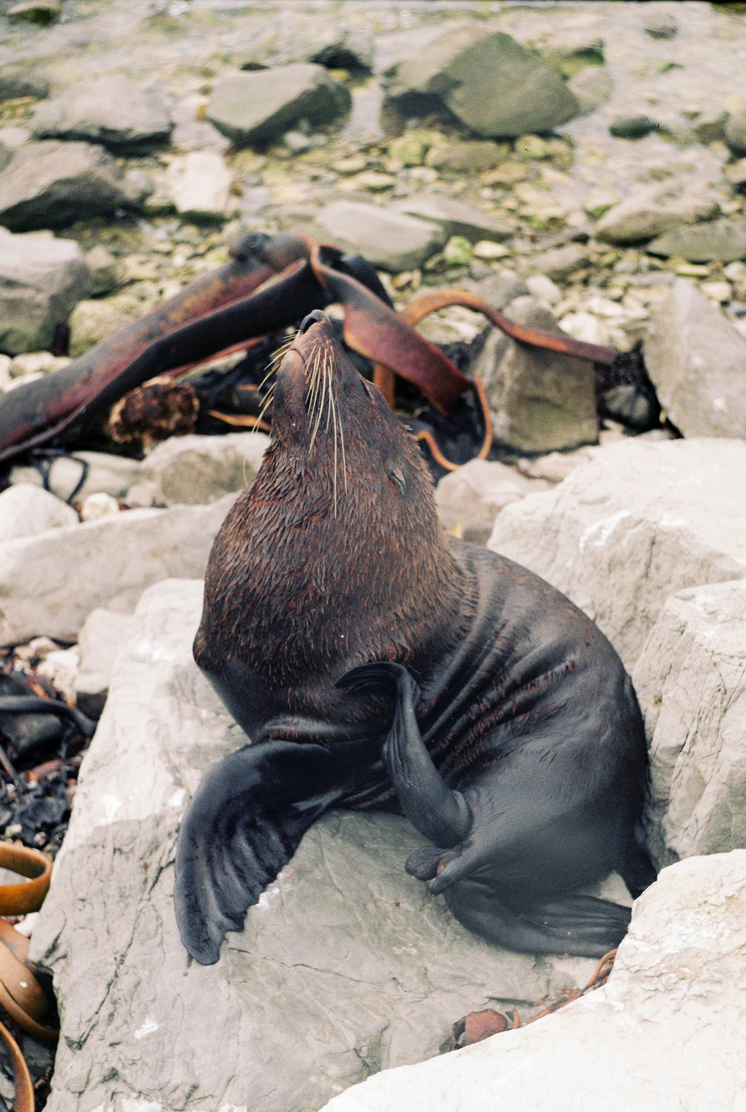 a sea lion sitting on a rock on the beach