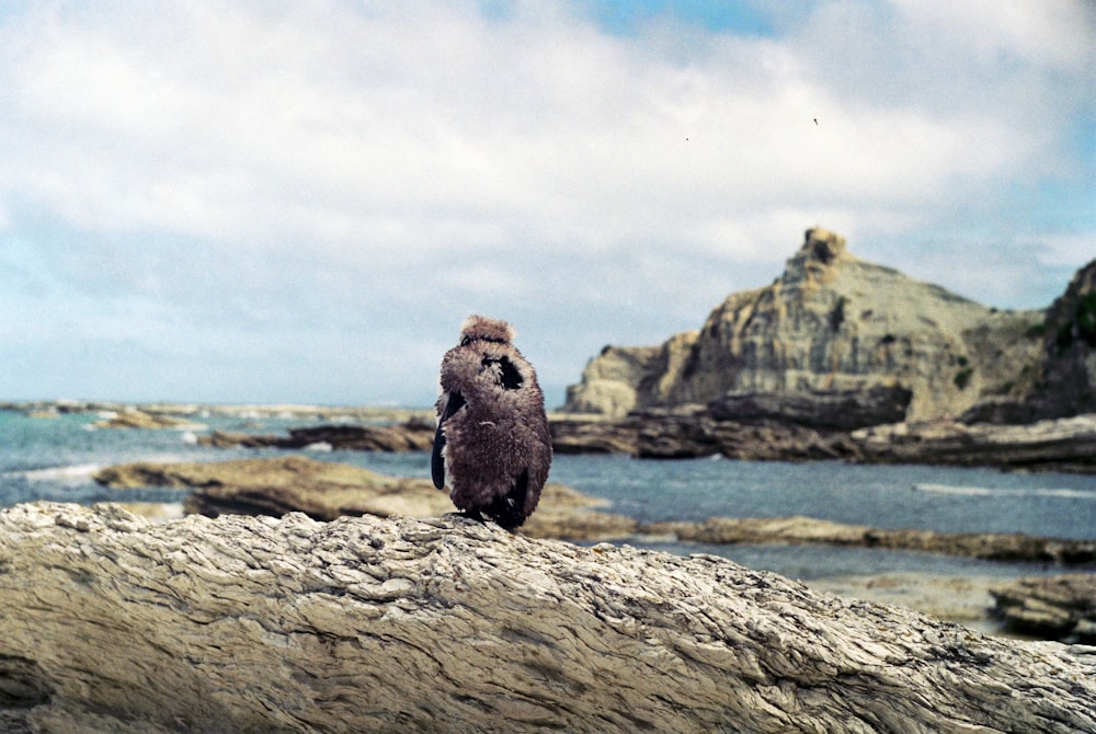 a bird sitting on a rock near the ocean