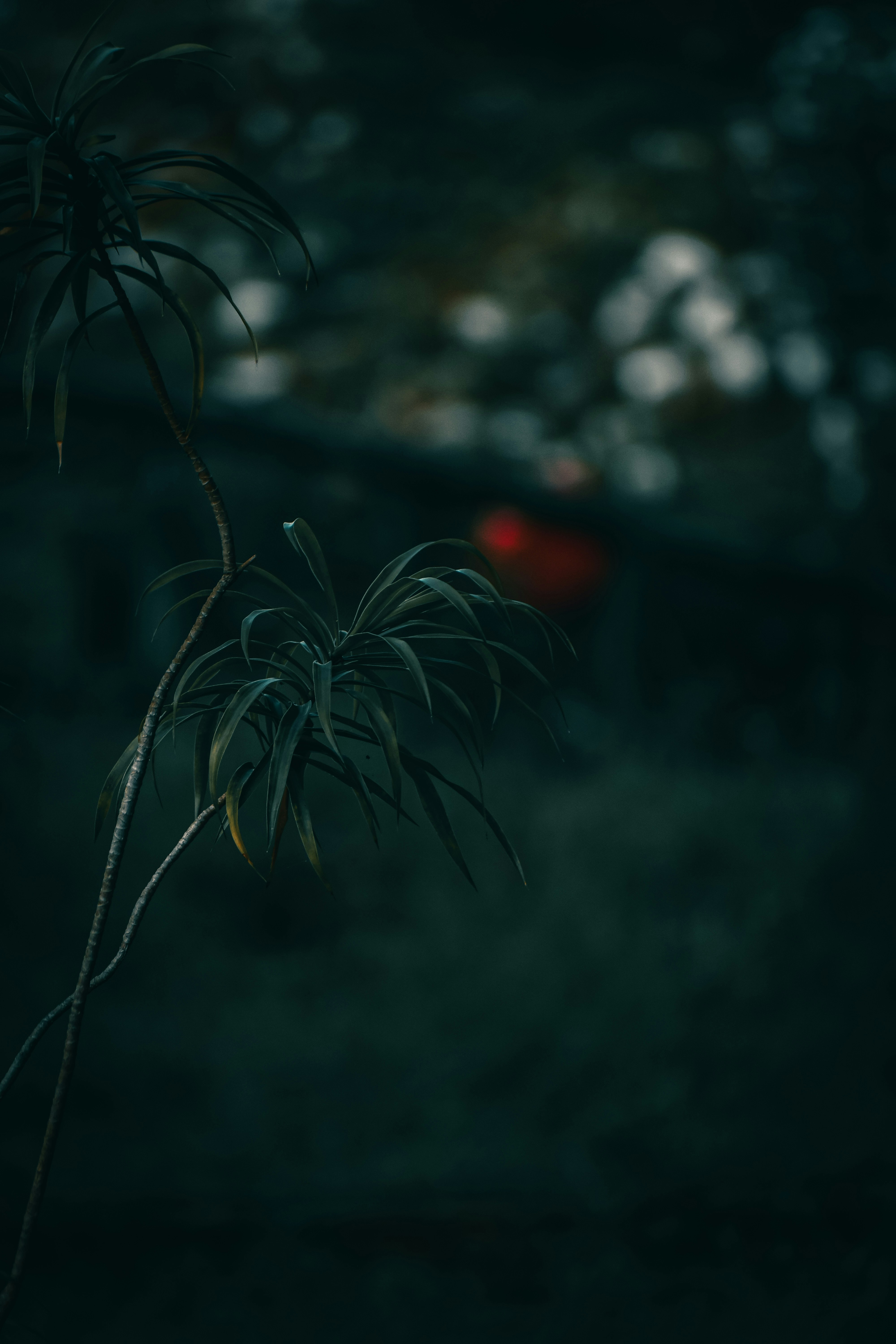 Photo by baraikshivam22