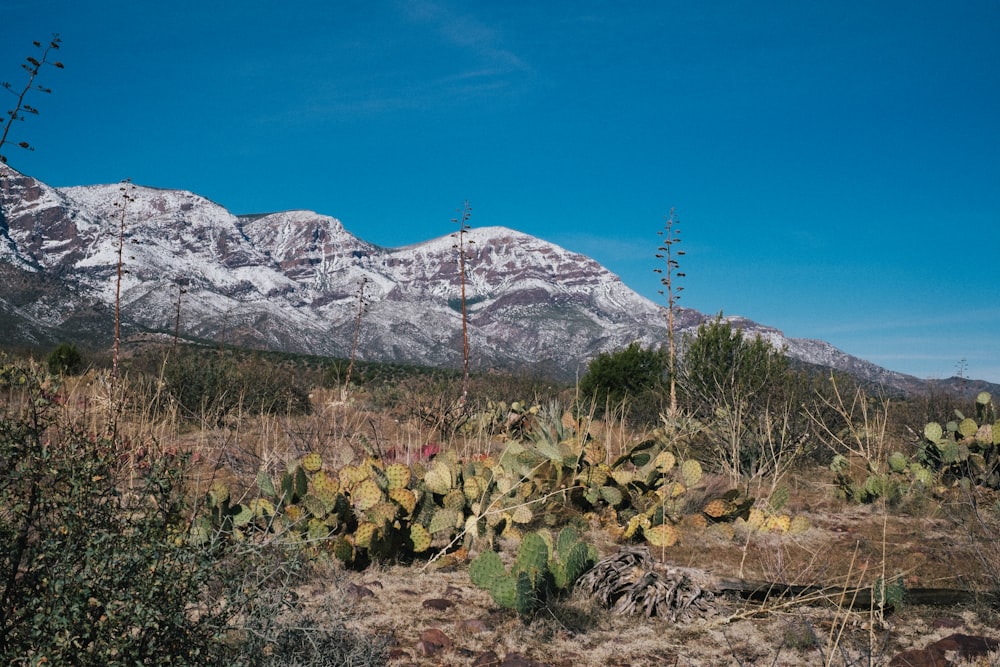 a large cactus in a field with mountains in the background