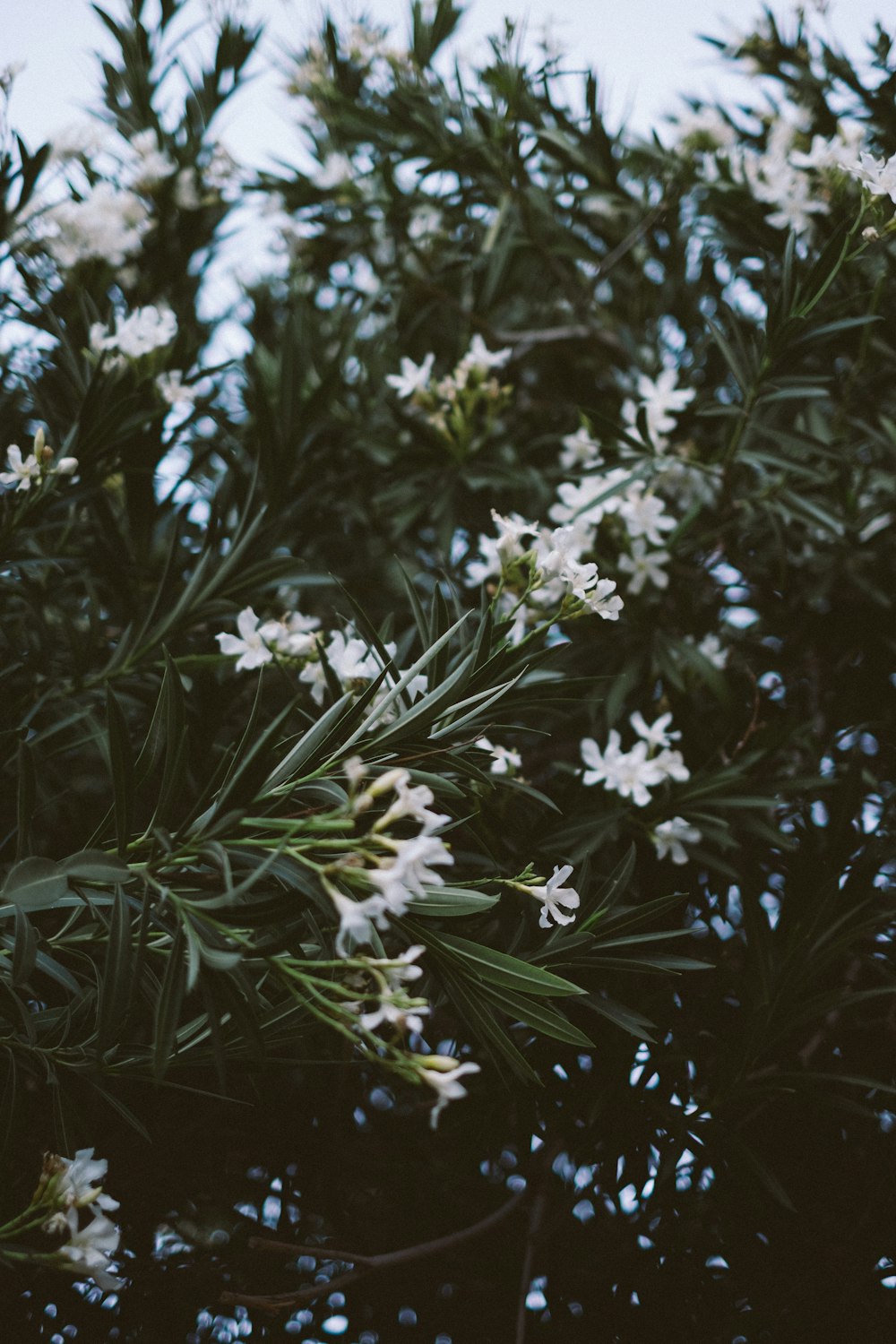 un bouquet de fleurs blanches poussant sur un arbre