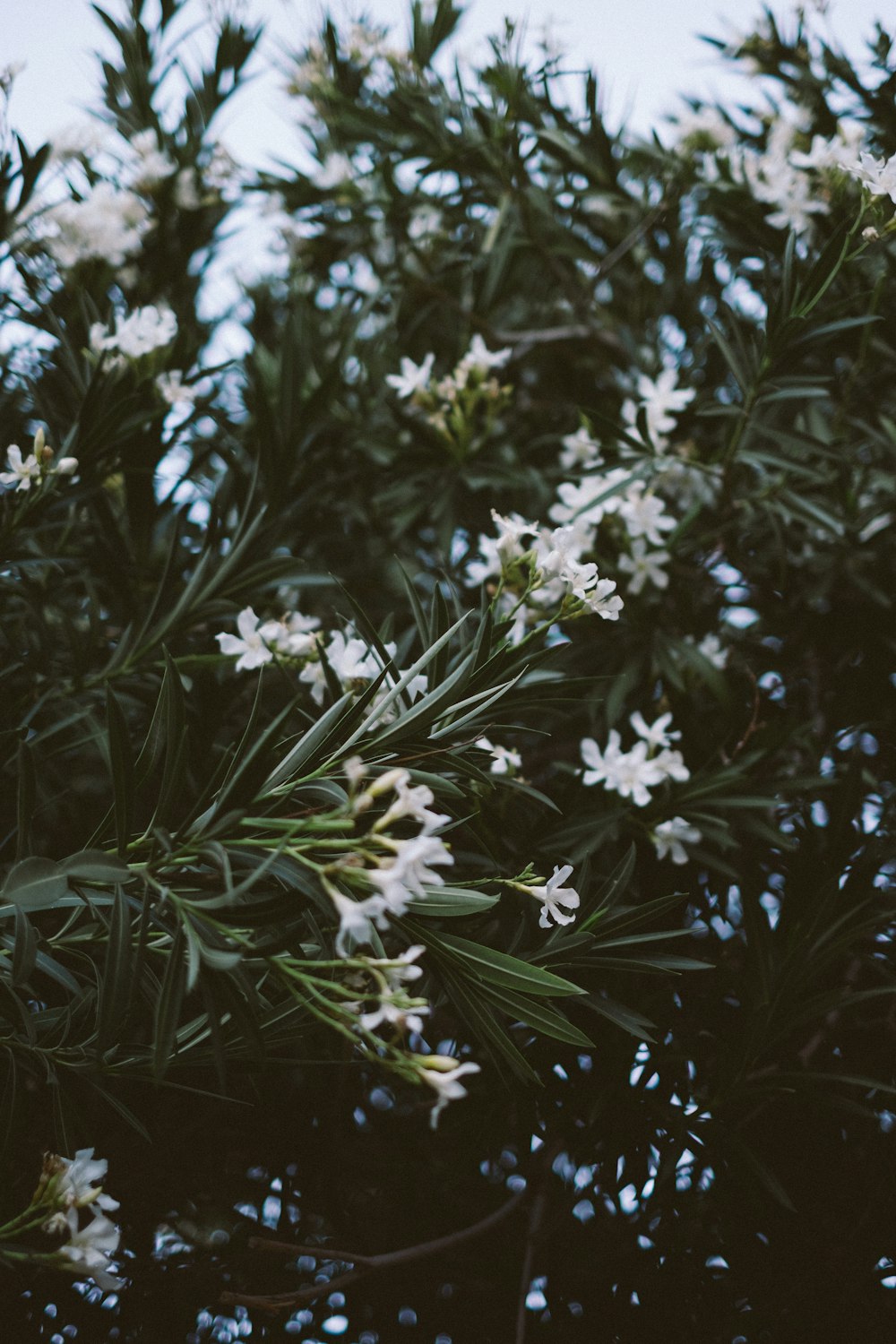 a bunch of white flowers growing on a tree