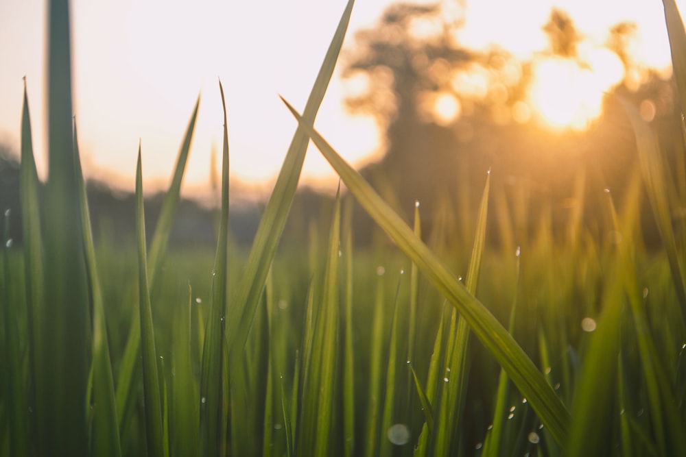 a close up of grass with the sun in the background
