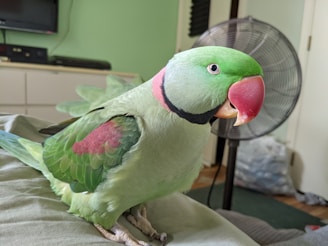 A green parrot with a red beak and a pink and black ring around its neck is perched on a soft surface indoors. Behind the parrot, there is a standing fan, a television, and a cabinet. The room has a light green wall.