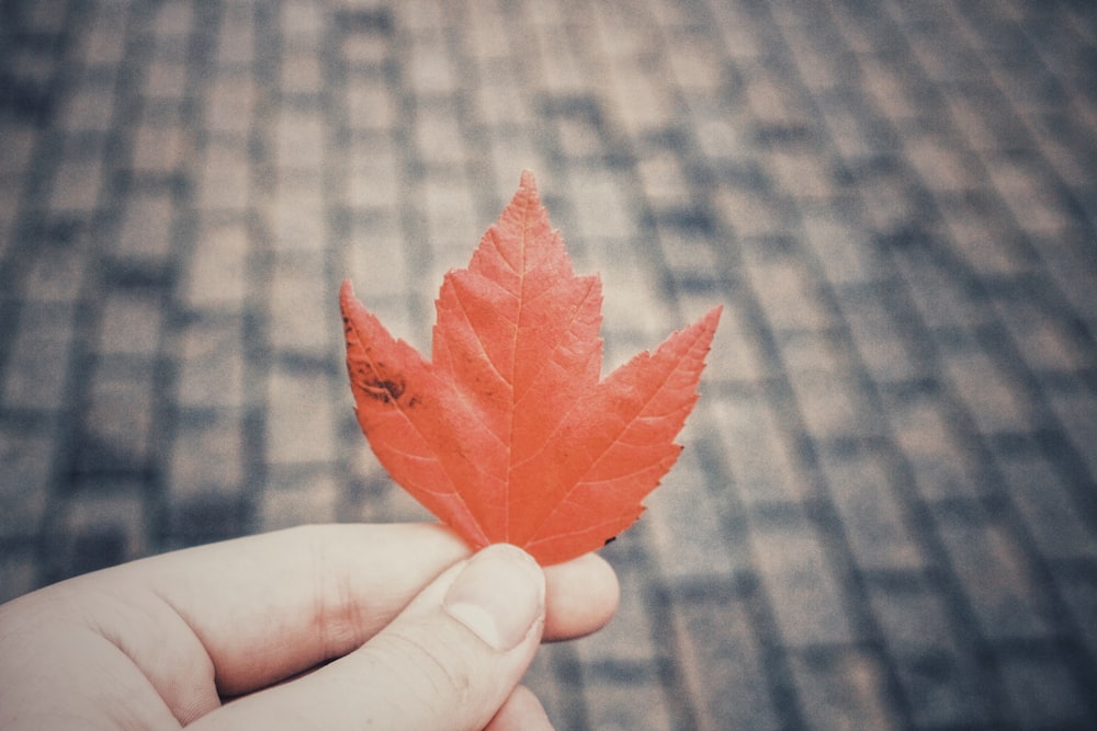 a person holding a red leaf in their hand