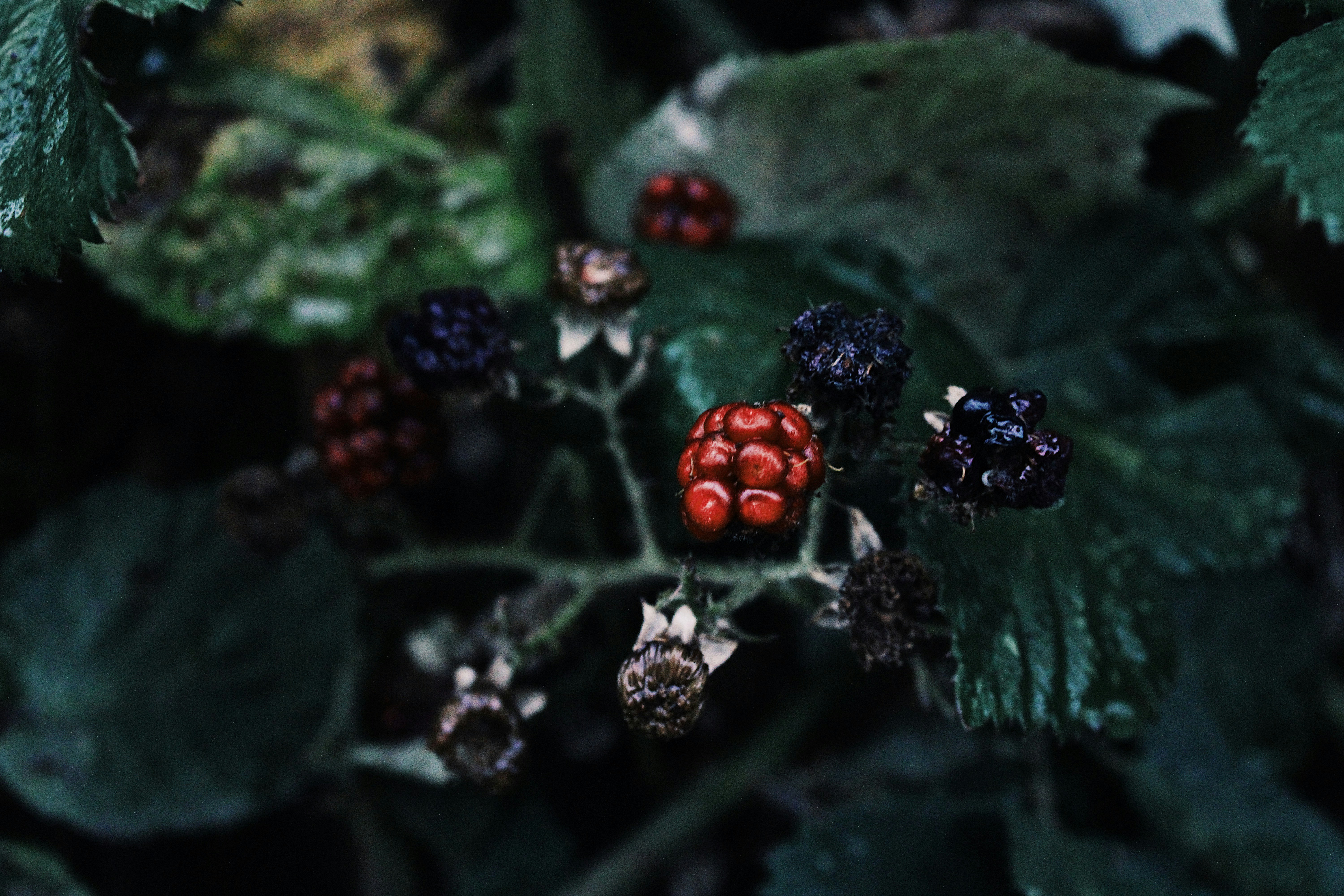 photo-1632191403258-46a944ea39b8?ixid=M3