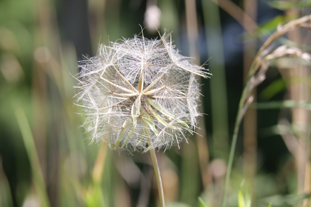 a close up of a dandelion in a field