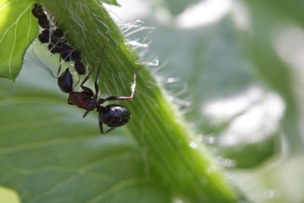 a group of ants crawling on a green leaf