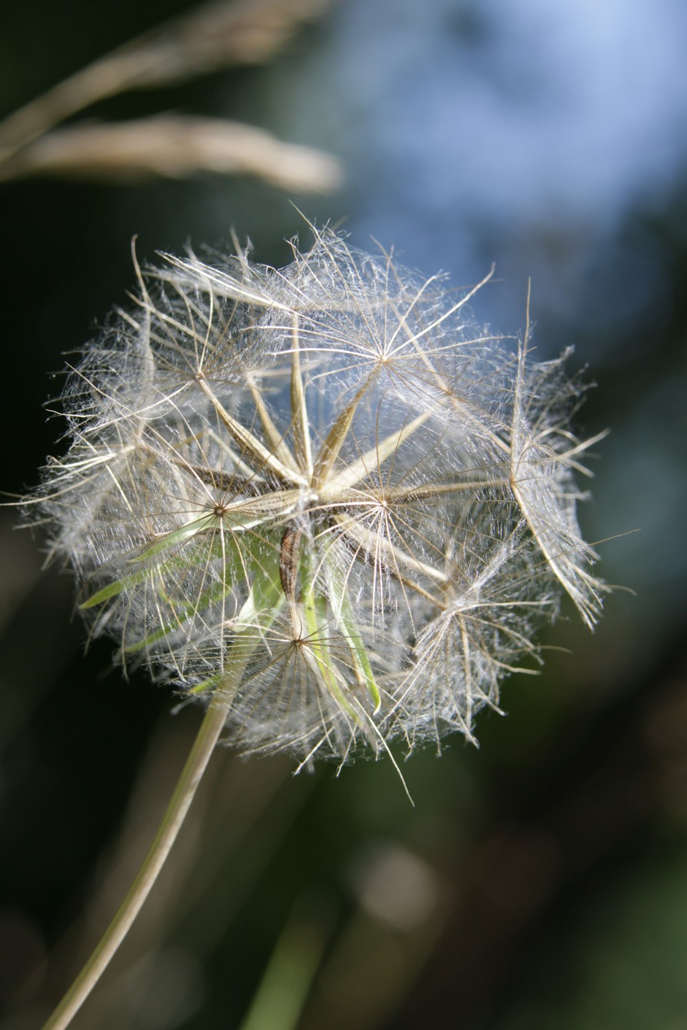 a close up of a dandelion with a blurry background