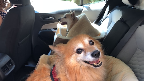 Two dogs are comfortably seated in the backseat of a car, each with their own blanket or bed. One dog, with a fluffy coat and a cheerful expression, is closer to the camera, while the other is sitting further back, looking out the window.
