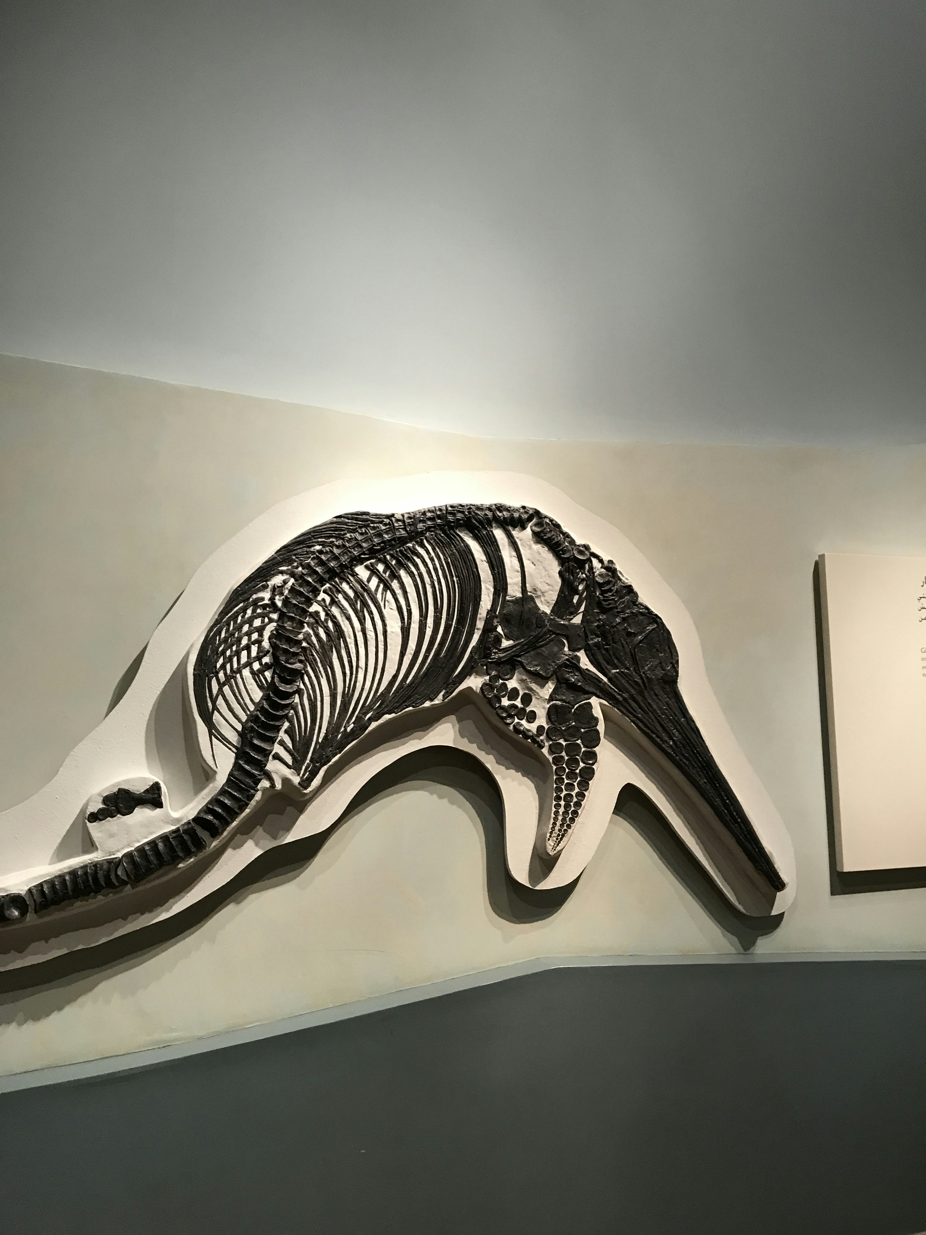 L'Ichthyosaurus : Un Voyage à Travers l'Histoire et les Caractéristiques de ce Requin des Mers Préhistoriques