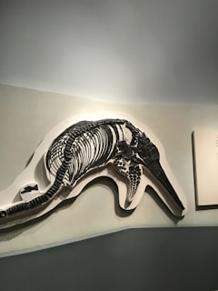 A large fossil skeleton of a marine animal is mounted on a museum wall. The bones are dark, prominent against a smooth, light-colored background, with the spine and detailed ribcage clearly visible. It is likely a prehistoric aquatic creature, such as an ichthyosaur, displayed in a dimly lit exhibition area.