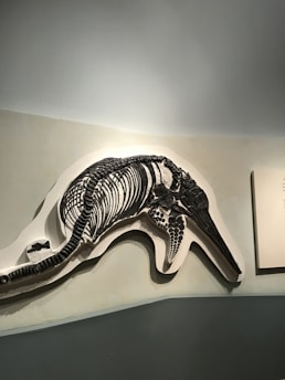 A large fossil skeleton of a marine animal is mounted on a museum wall. The bones are dark, prominent against a smooth, light-colored background, with the spine and detailed ribcage clearly visible. It is likely a prehistoric aquatic creature, such as an ichthyosaur, displayed in a dimly lit exhibition area.