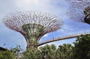 a very tall tree with a bridge in the background