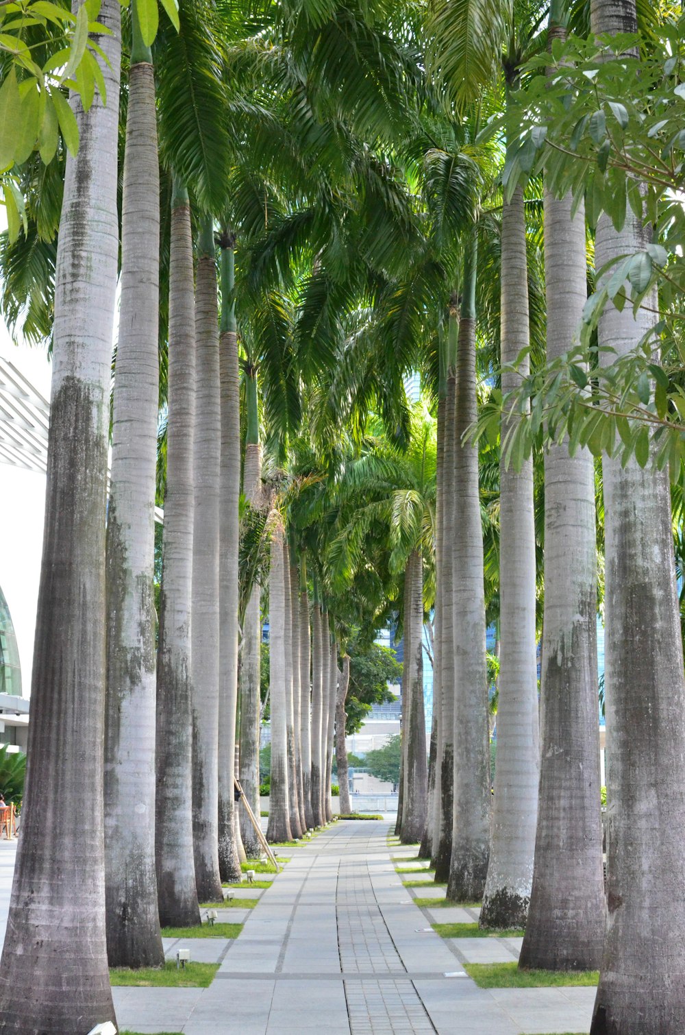 a walkway lined with palm trees next to a sidewalk