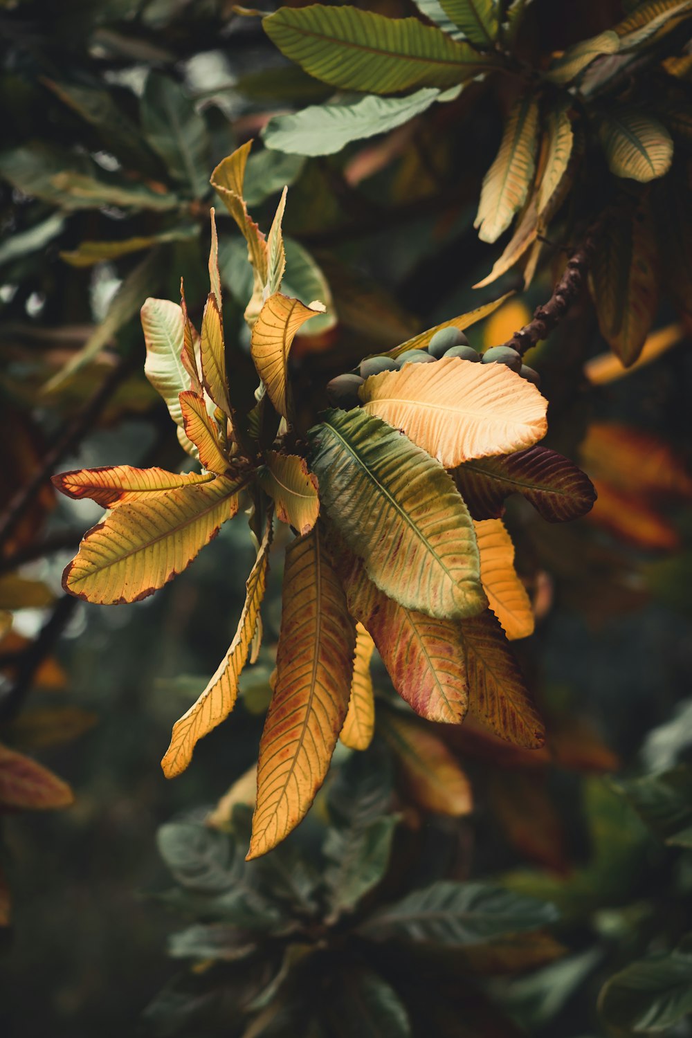 a close up of leaves on a tree